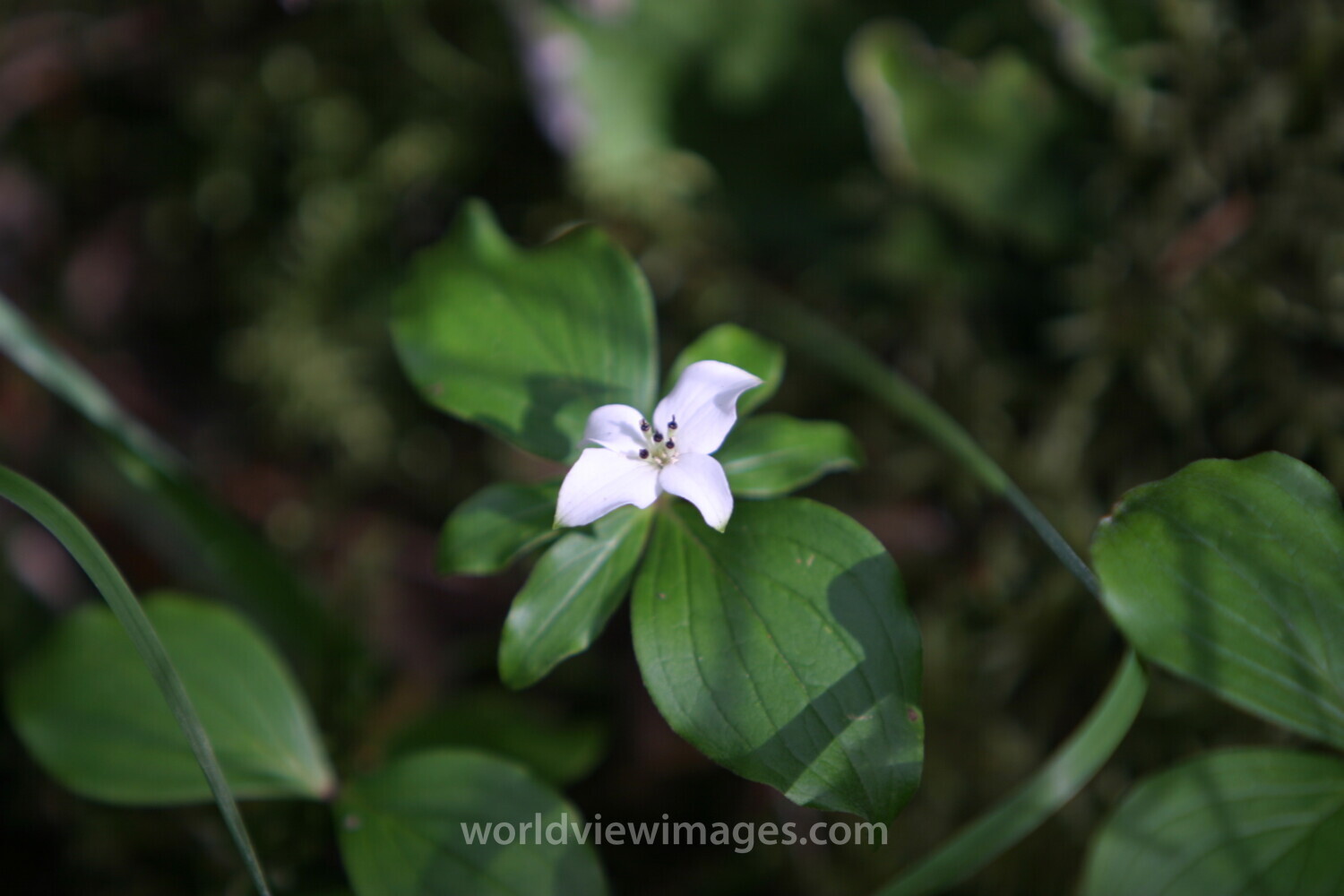 Floweres of the World