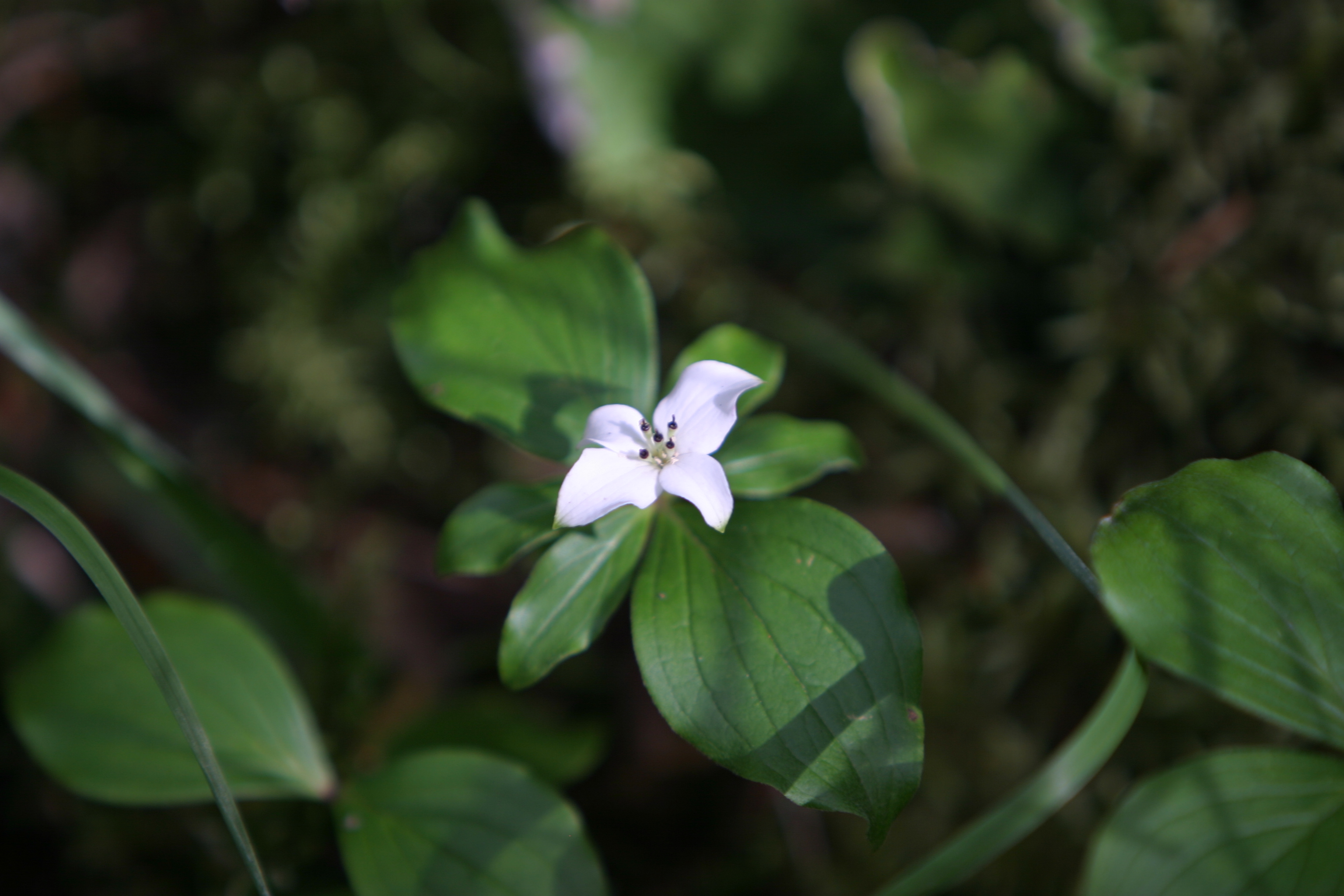 Floweres of the World