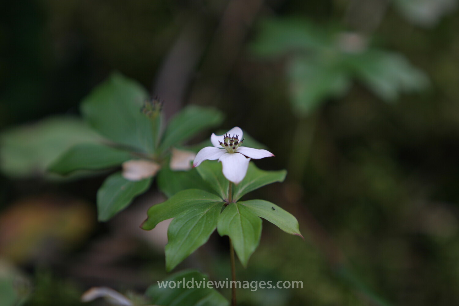 Floweres of the World