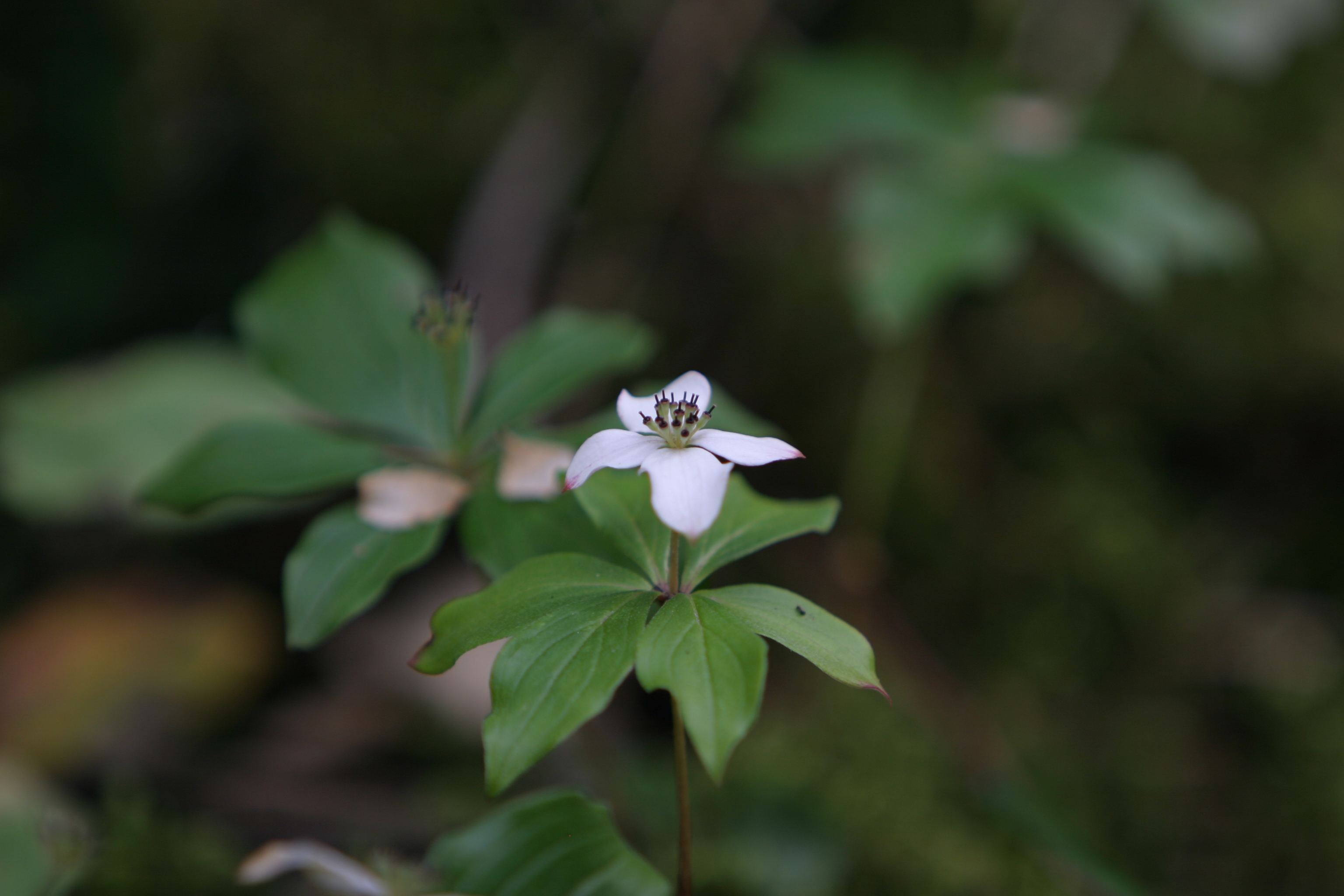 Floweres of the World