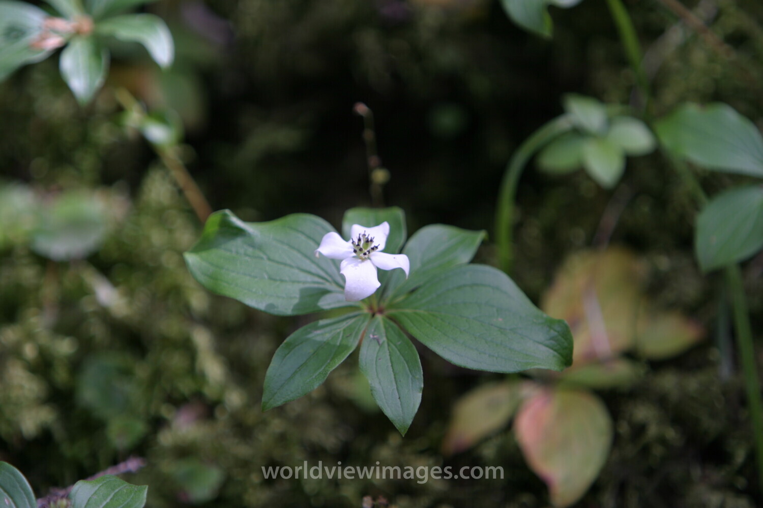 Floweres of the World