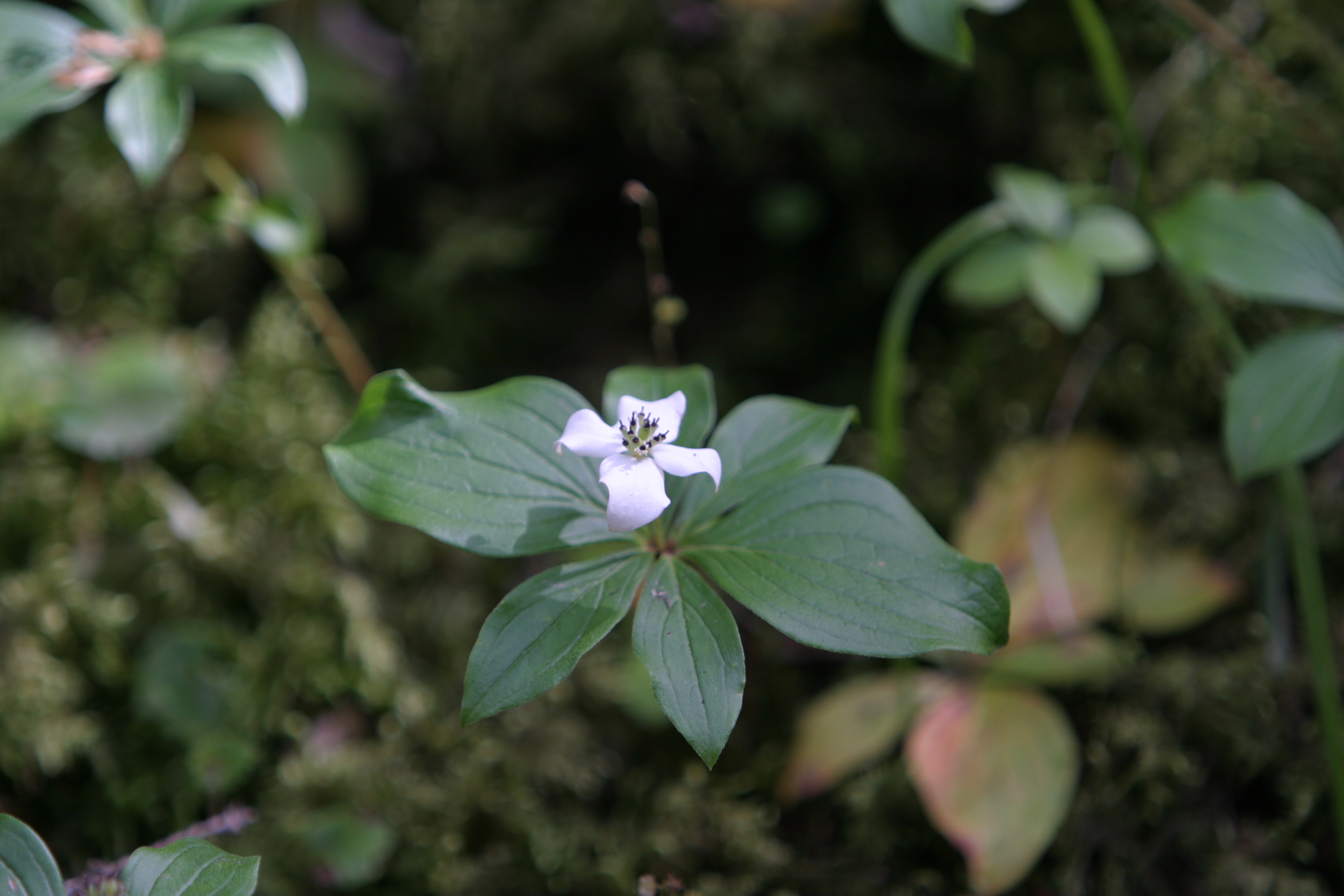 Floweres of the World