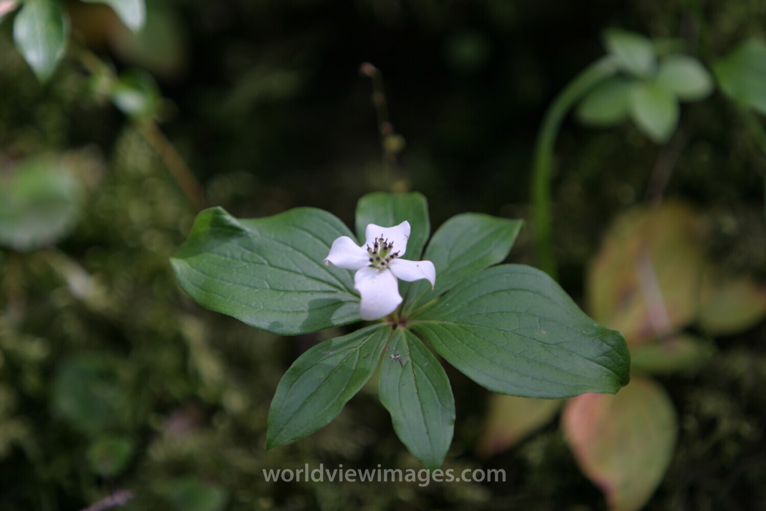 Floweres of the World