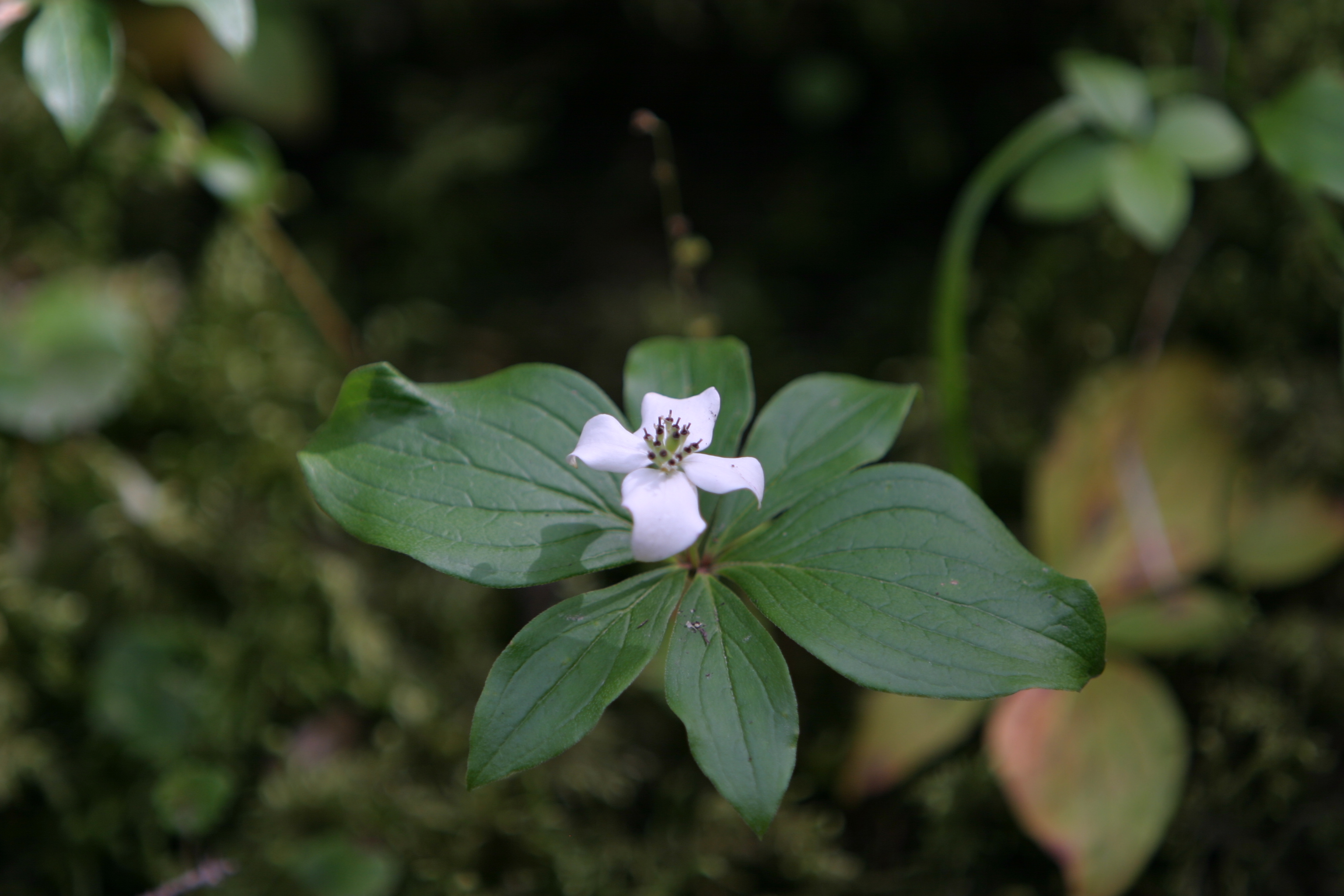 Floweres of the World
