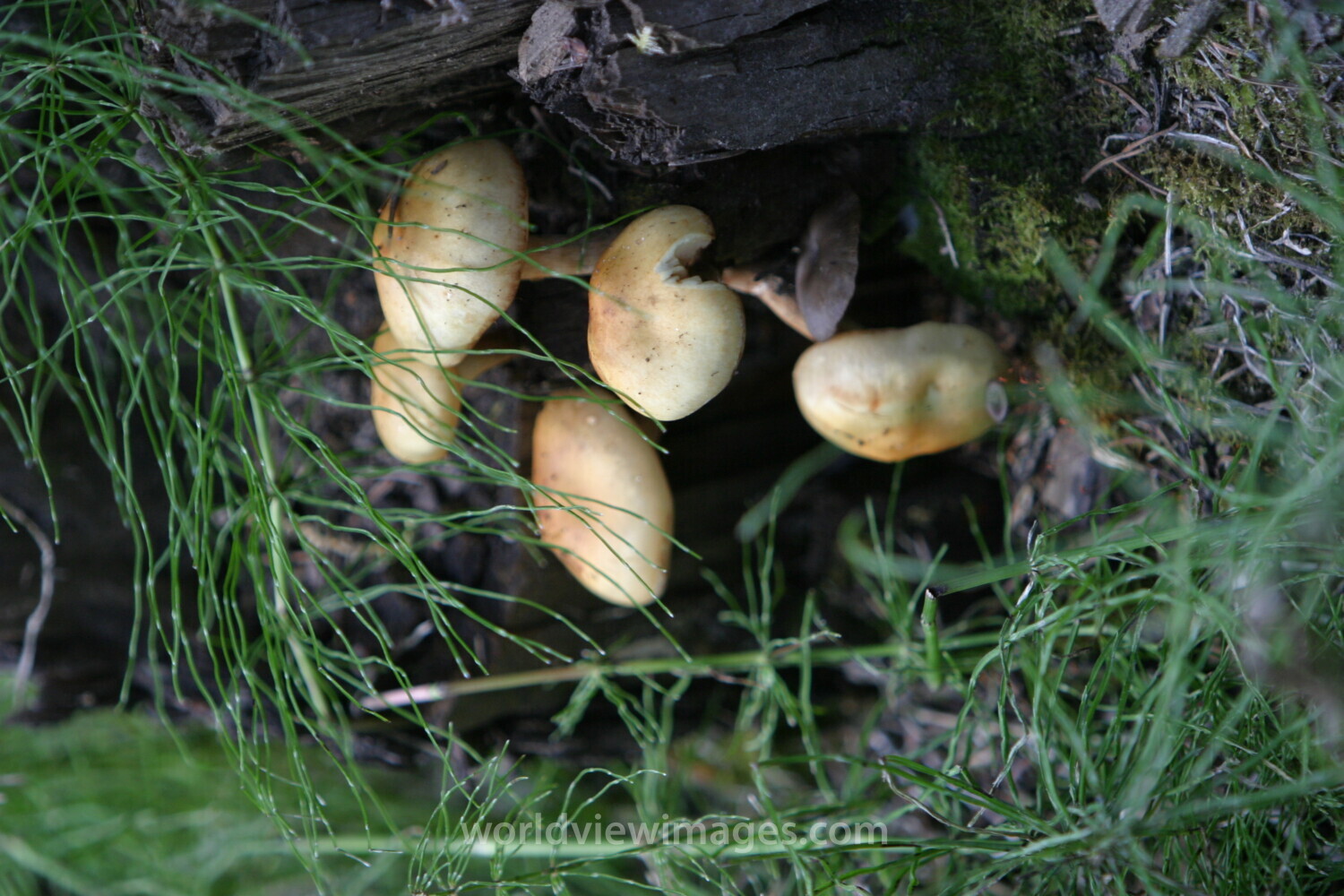 Floweres of the World