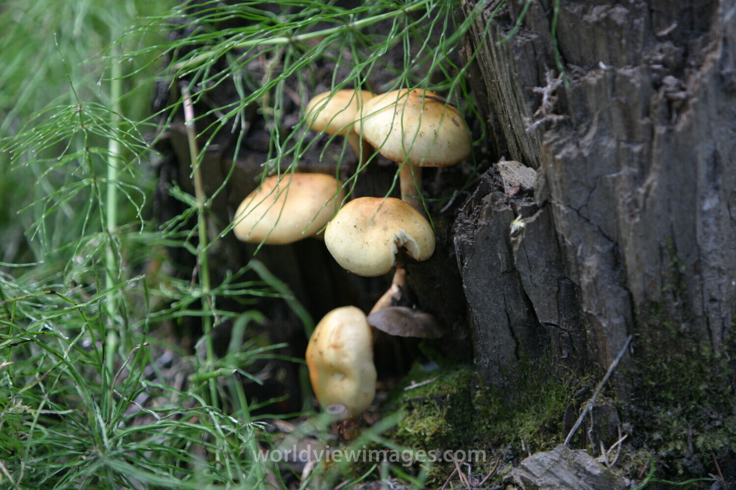 Floweres of the World