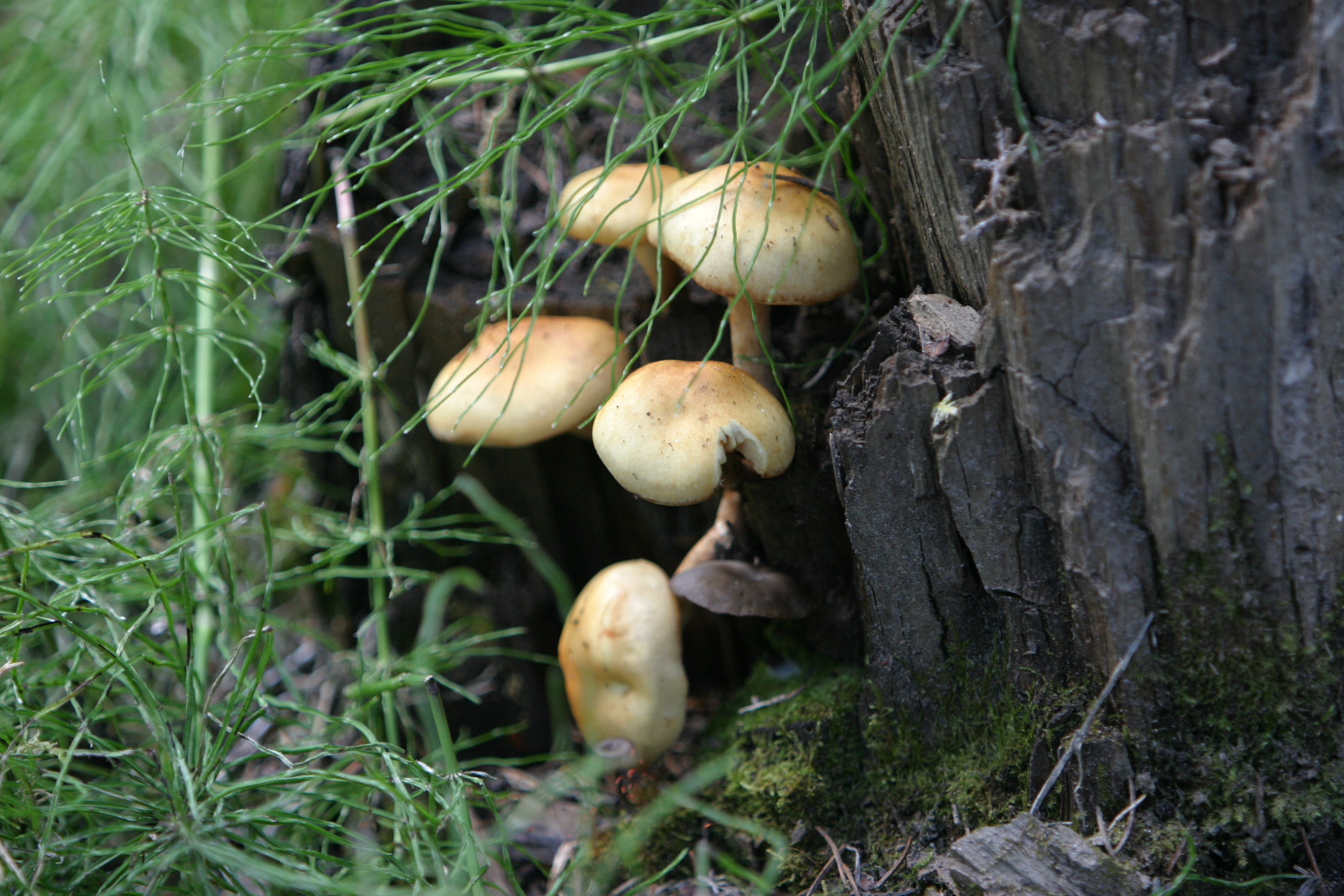 Floweres of the World