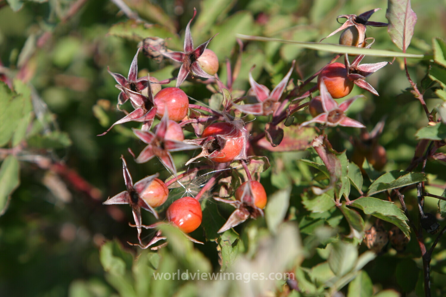 Floweres of the World