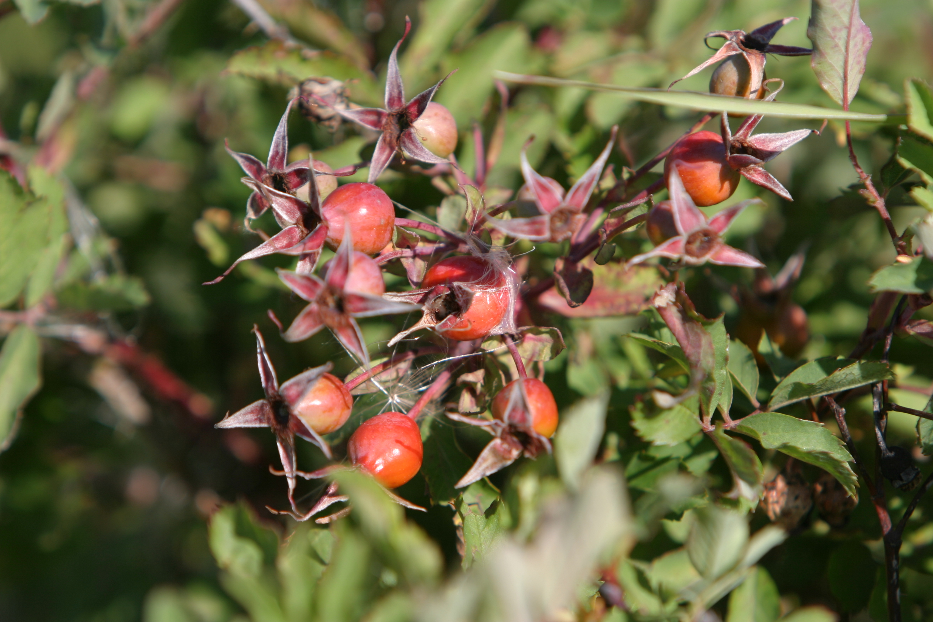 Floweres of the World