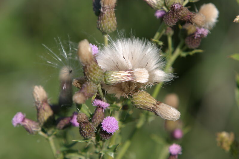 Floweres of the World — Flowers, nature, scenic, flora