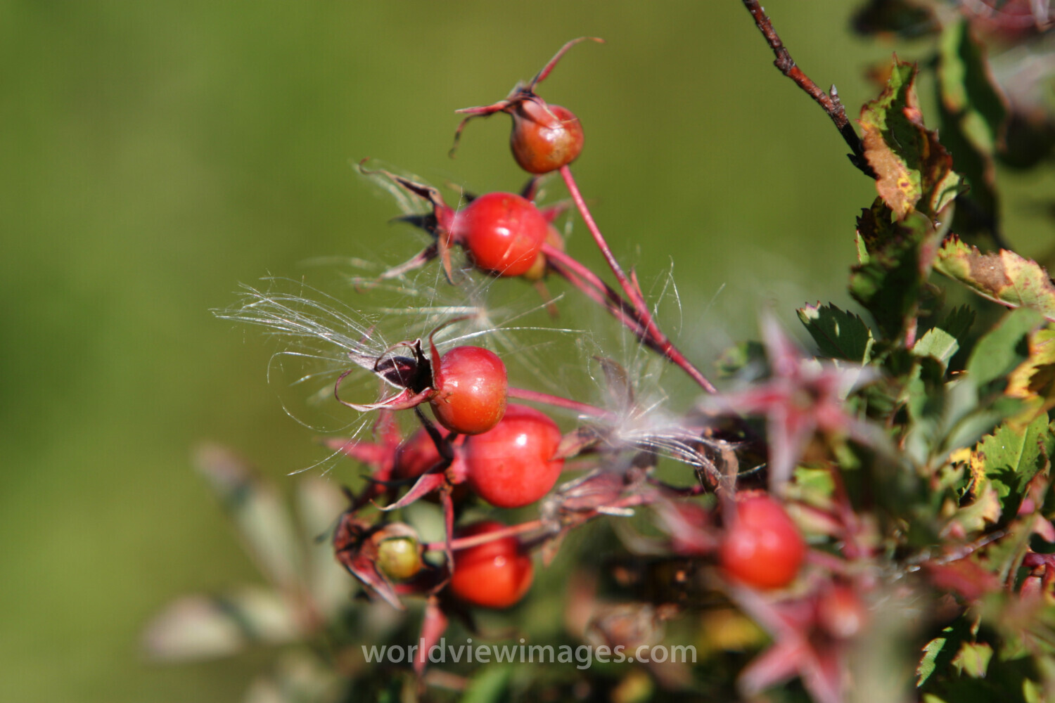 Floweres of the World