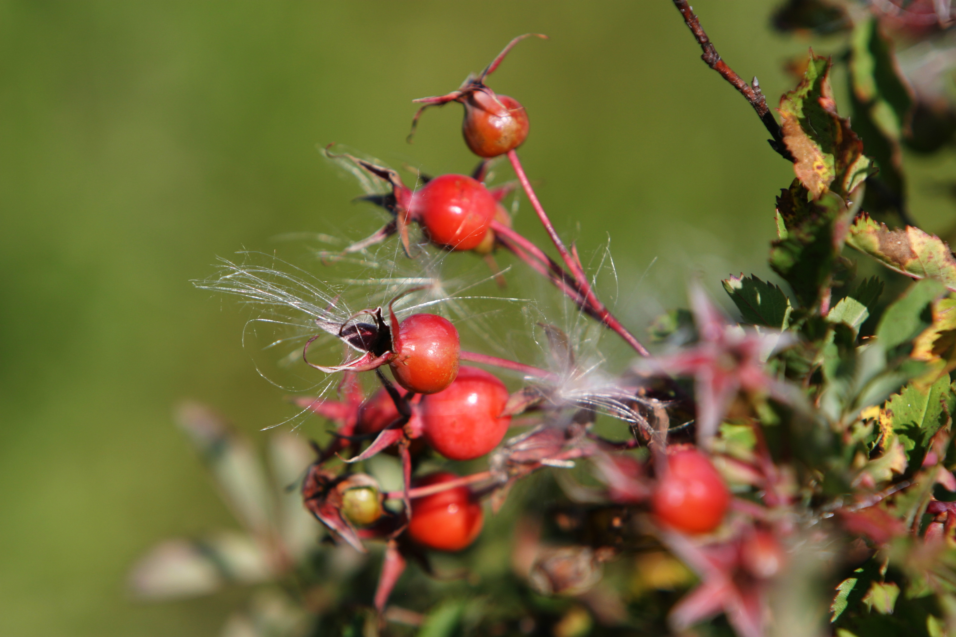 Floweres of the World