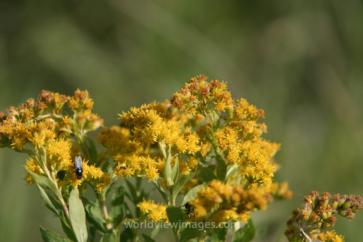 Floweres of the World