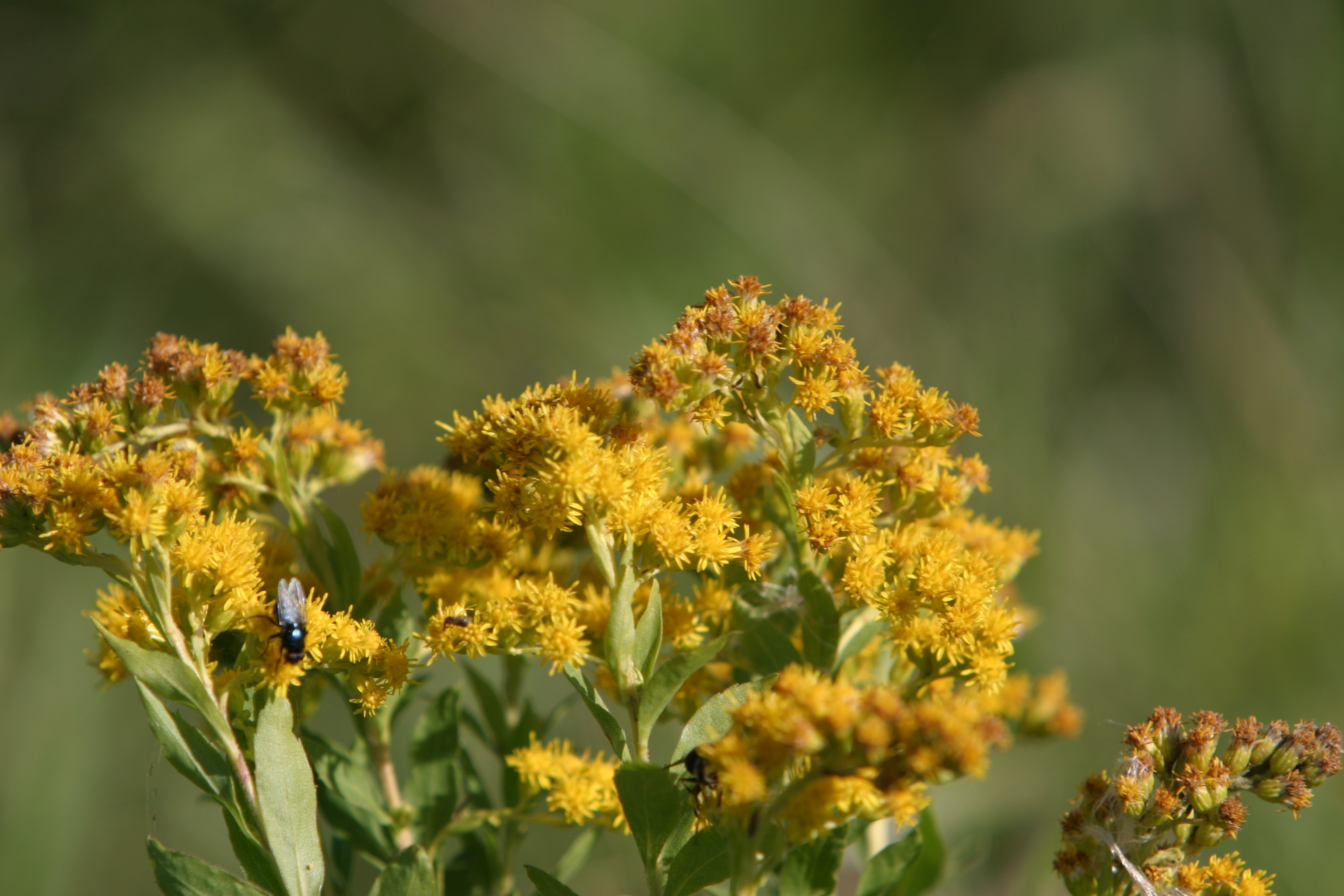 Floweres of the World