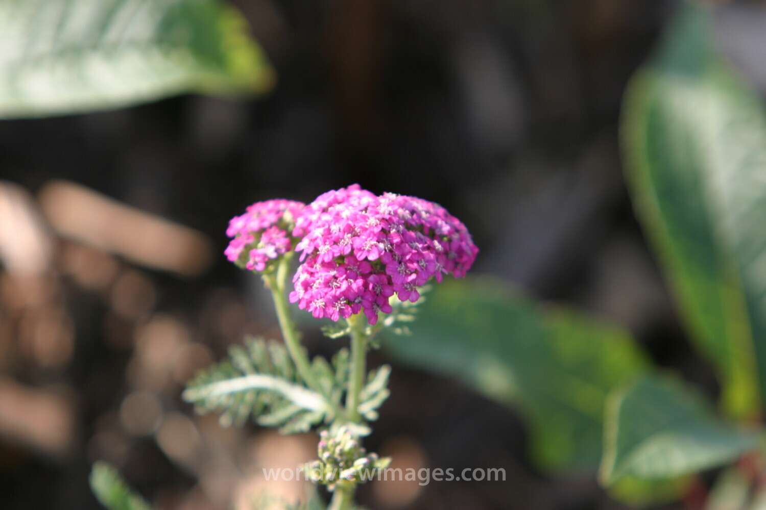 Floweres of the World