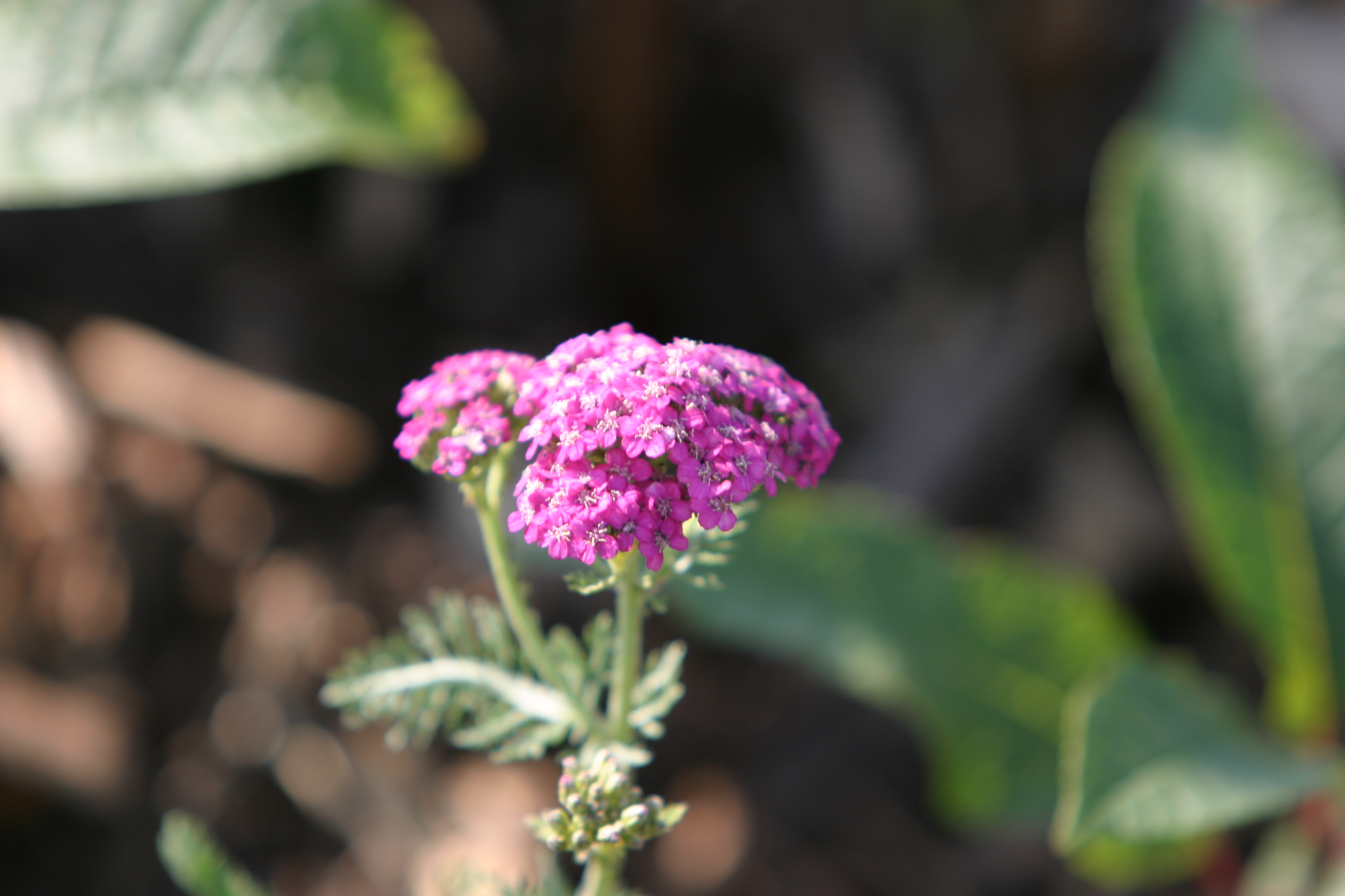 Floweres of the World