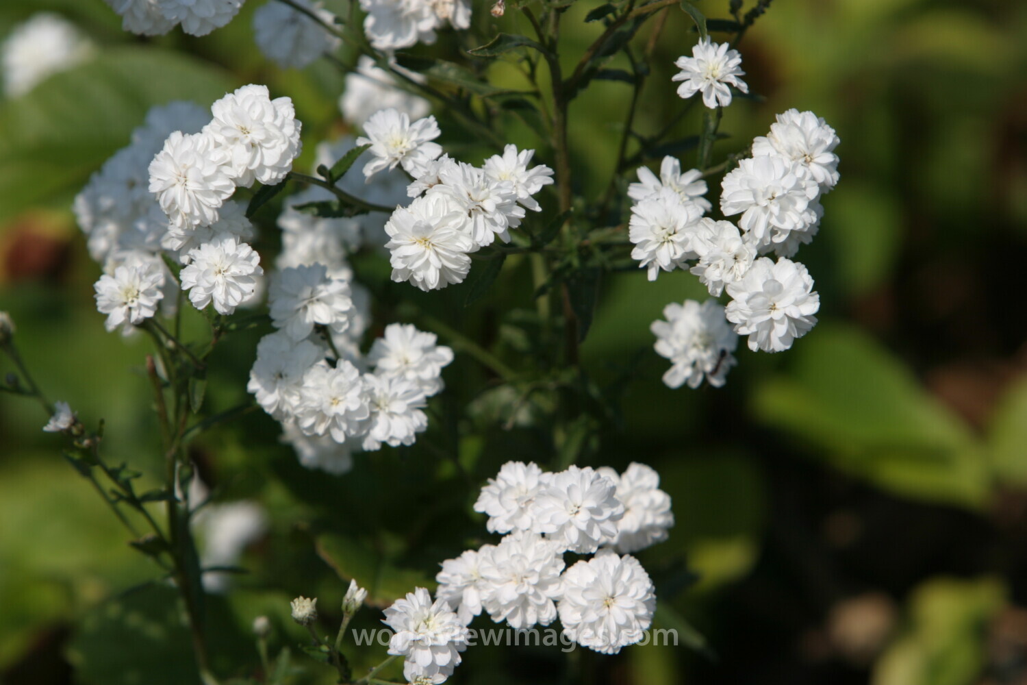 Floweres of the World