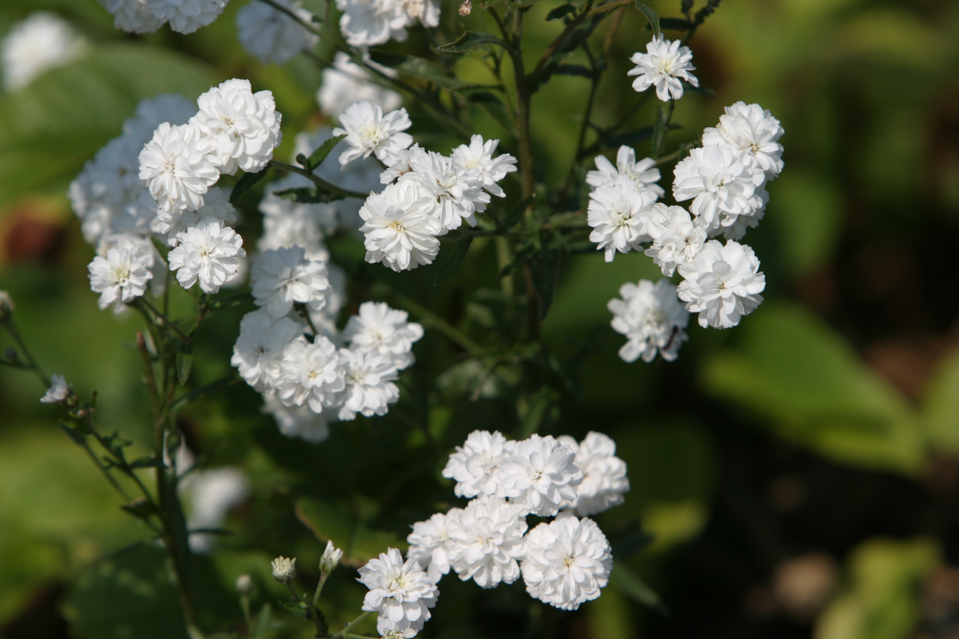 Floweres of the World