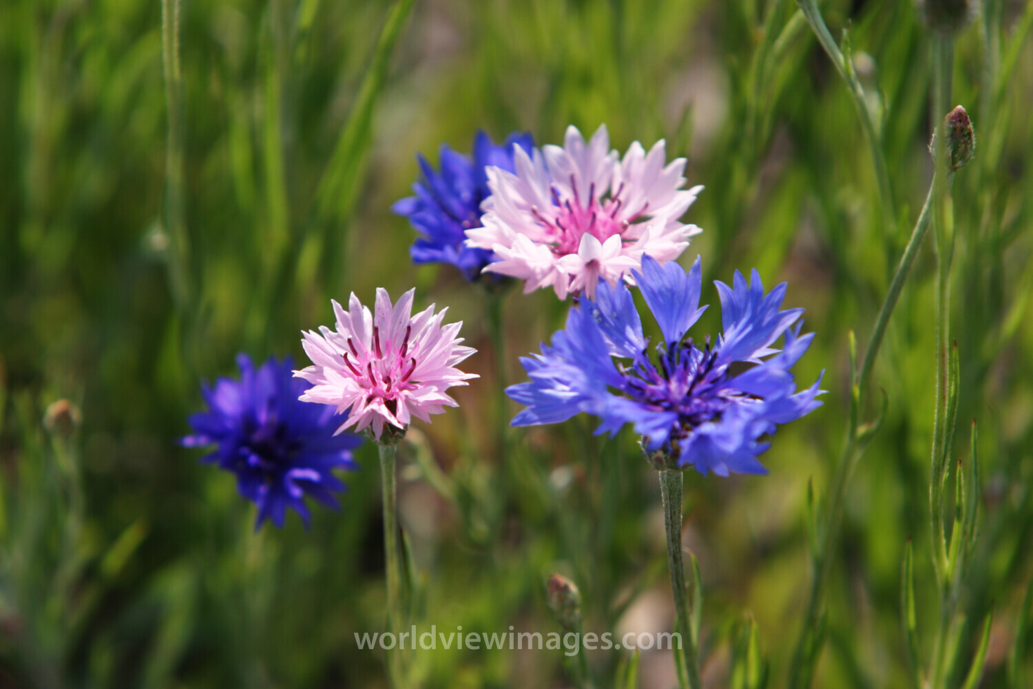 Floweres of the World