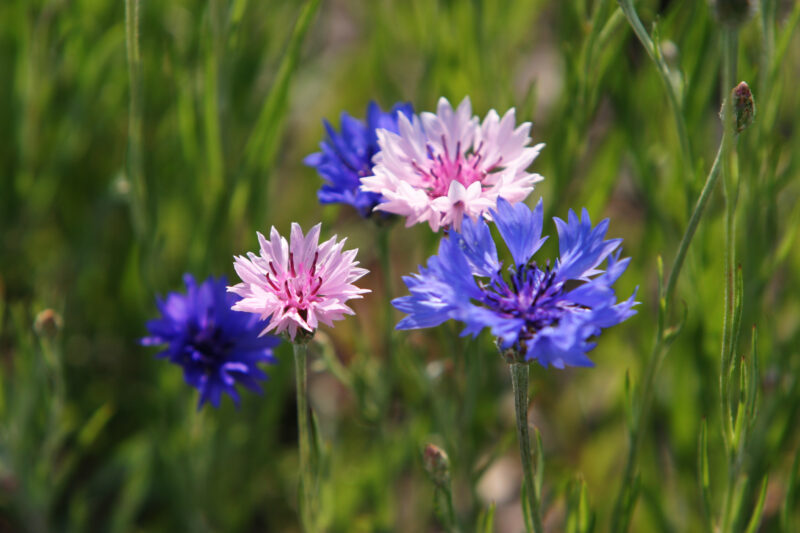 Floweres of the World — Flowers, nature, scenic, flora