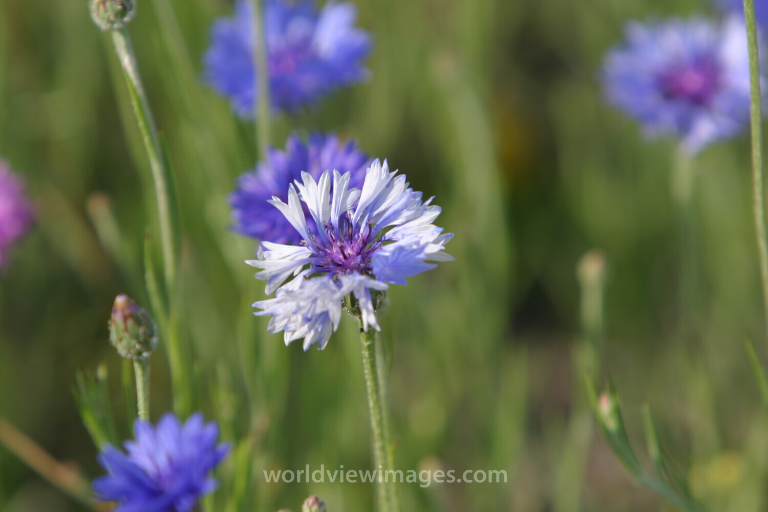 Floweres of the World