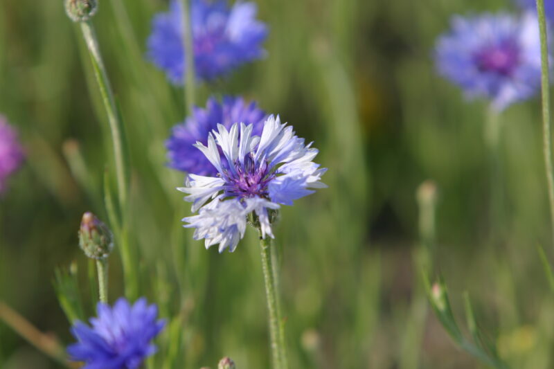 Floweres of the World — Flowers, nature, scenic, flora