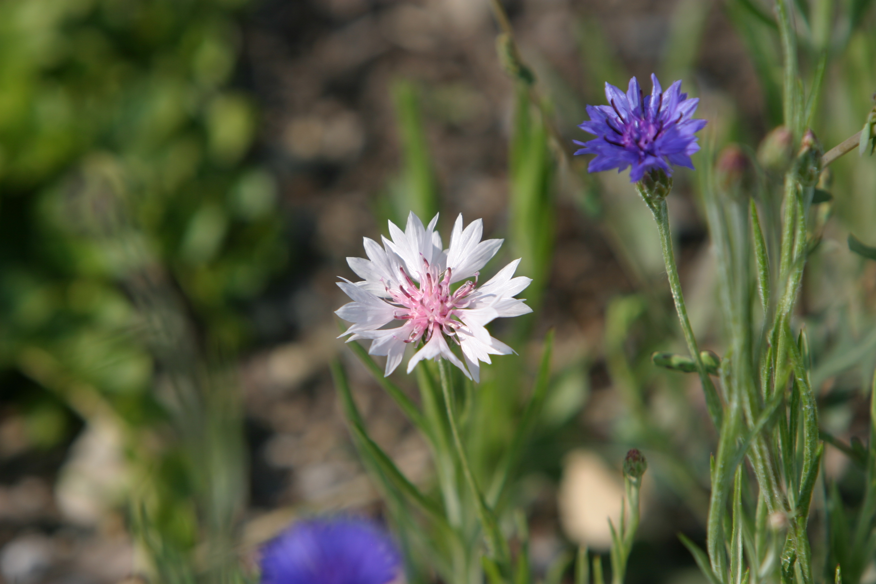 Floweres of the World