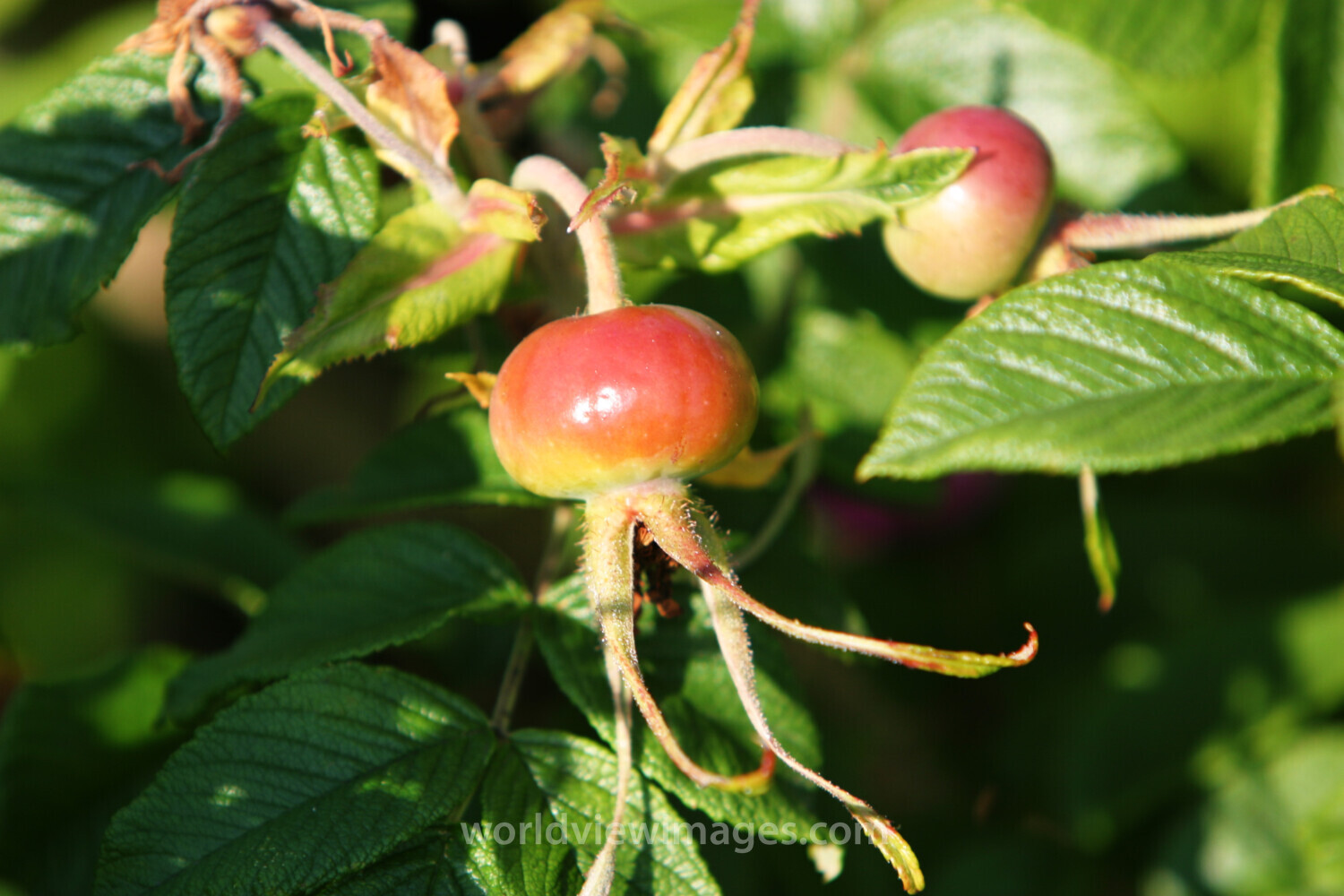 Floweres of the World