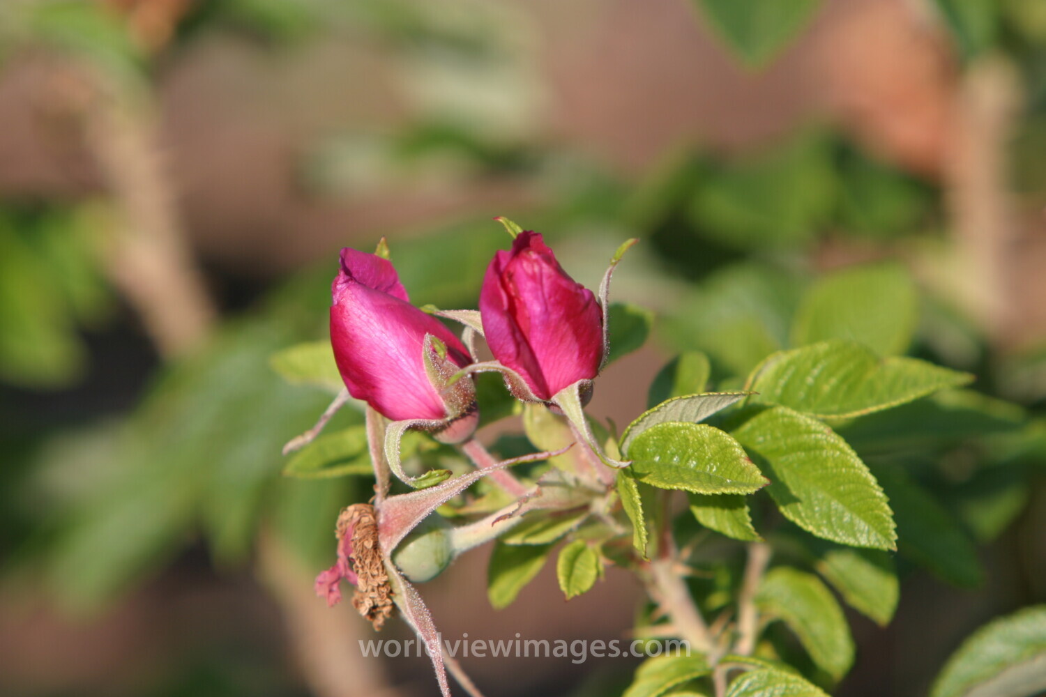 Floweres of the World