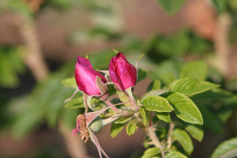 Floweres of the World — Flowers, nature, scenic, flora