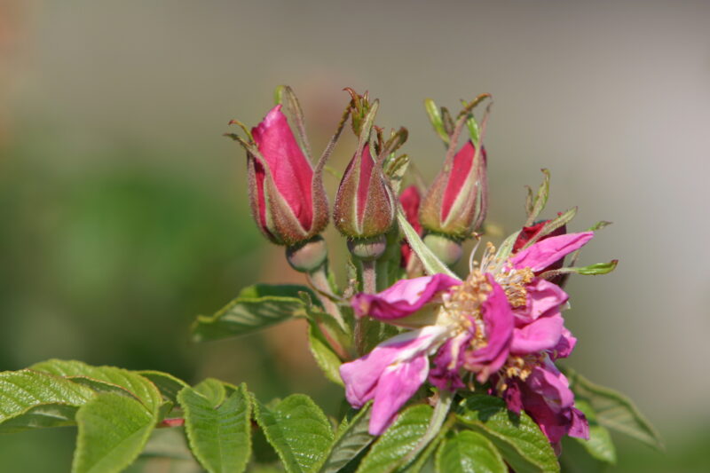 Floweres of the World — Flowers, nature, scenic, flora