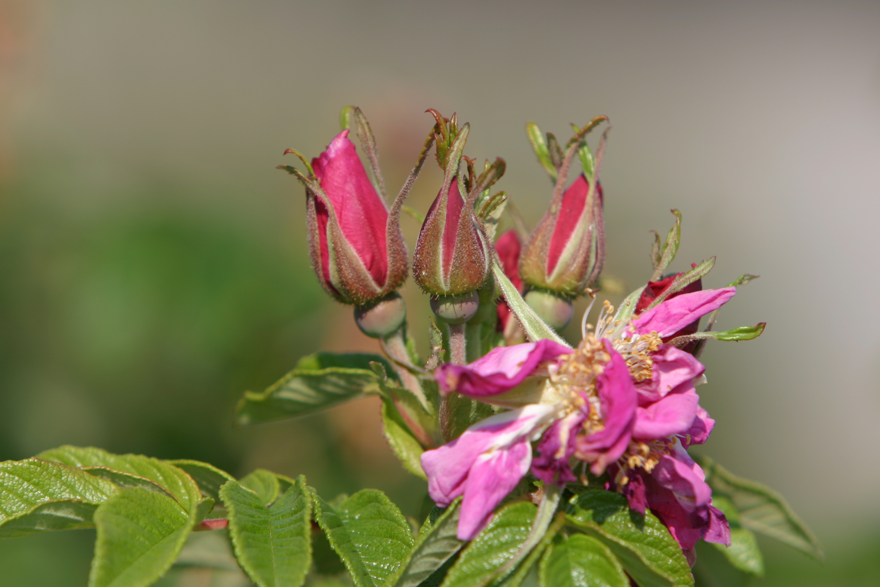 Floweres of the World