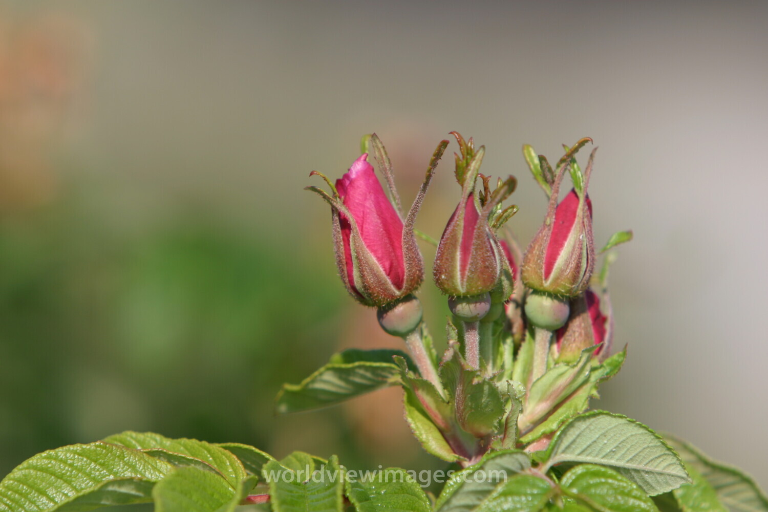 Floweres of the World