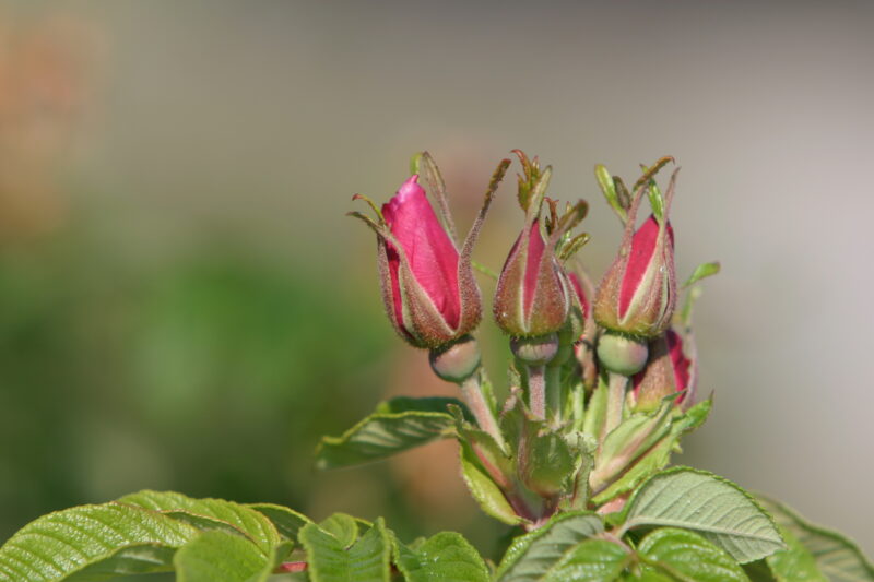 Floweres of the World — Flowers, nature, scenic, flora