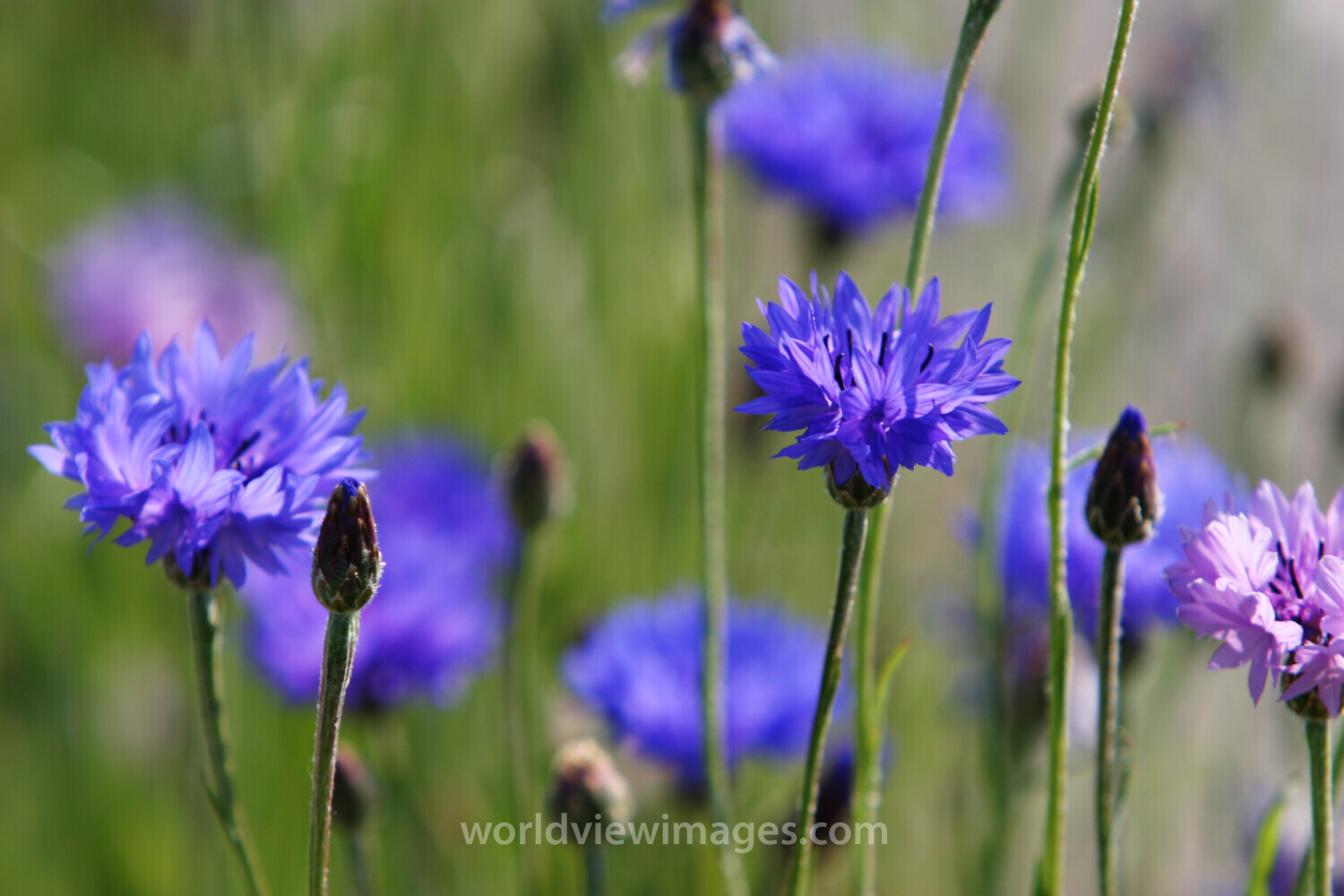 Floweres of the World