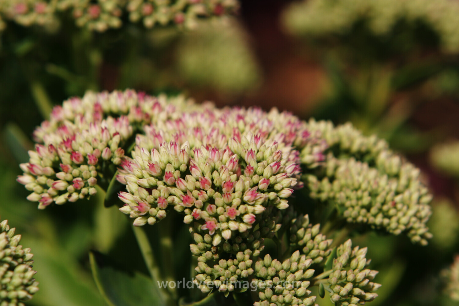 Floweres of the World