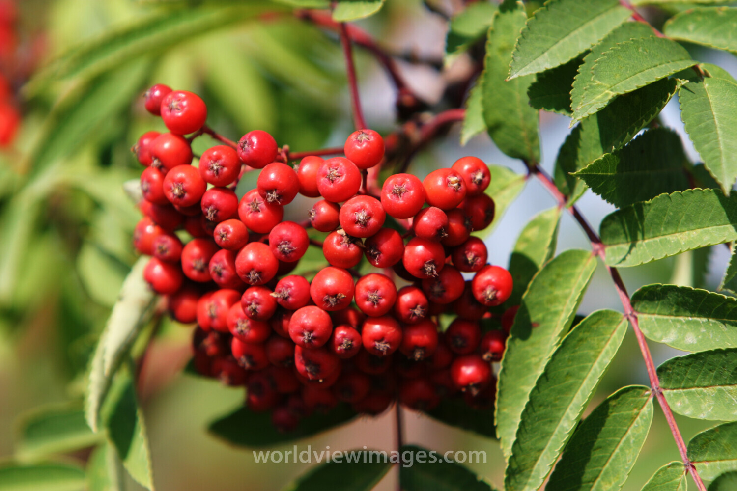 Floweres of the World