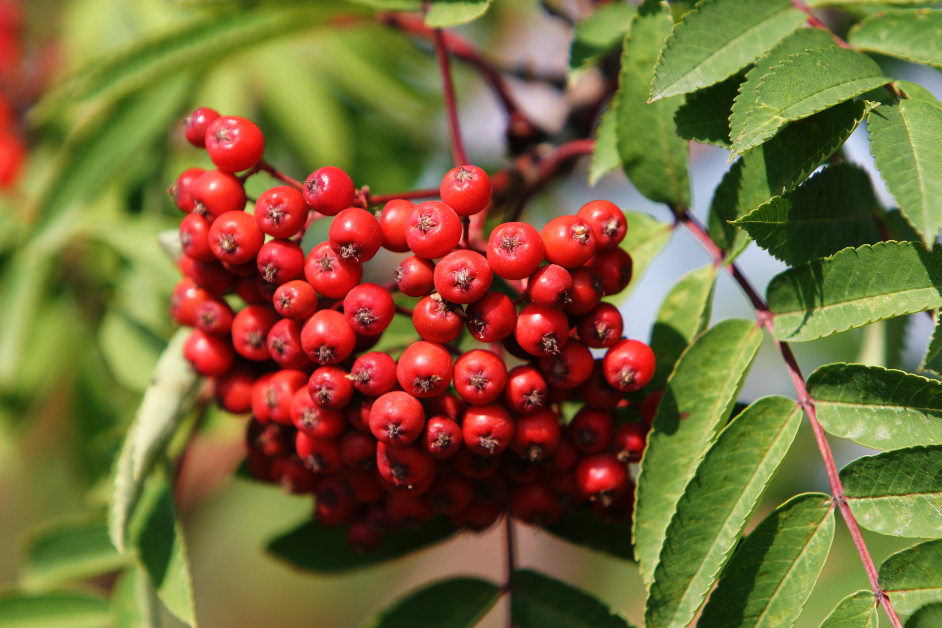 Floweres of the World