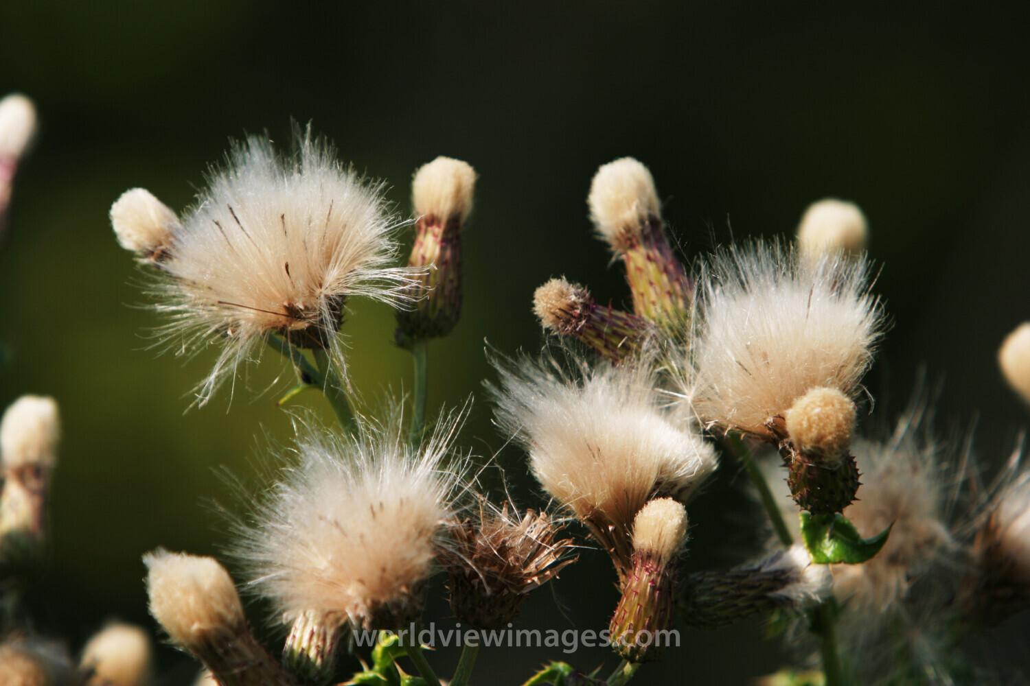 Floweres of the World