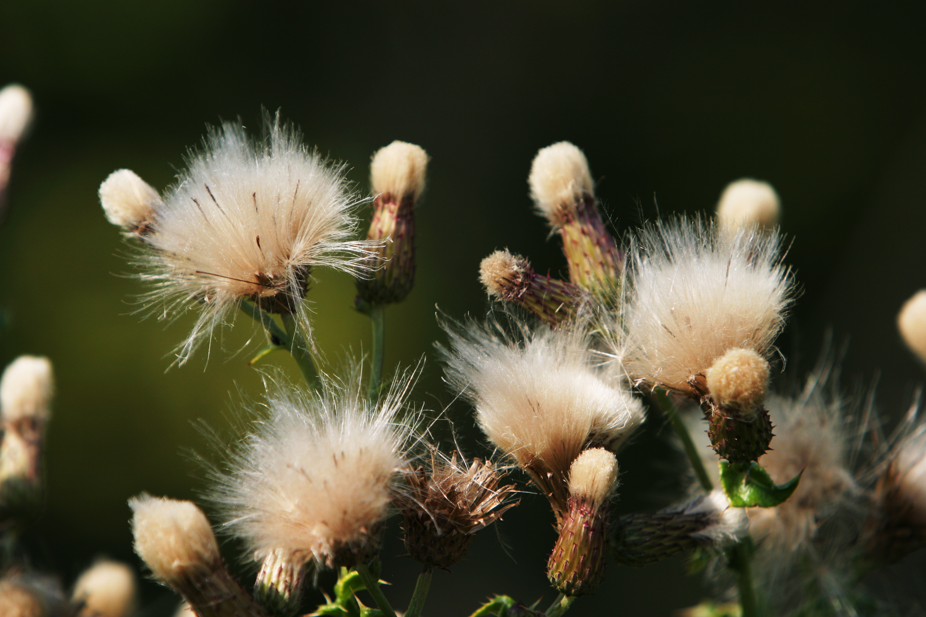 Floweres of the World