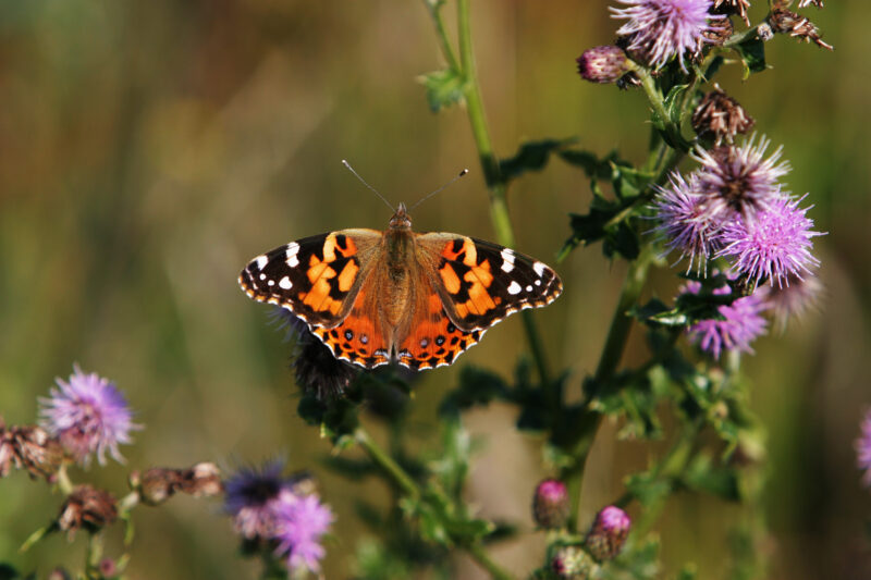 Floweres of the World — Flowers, nature, scenic, flora