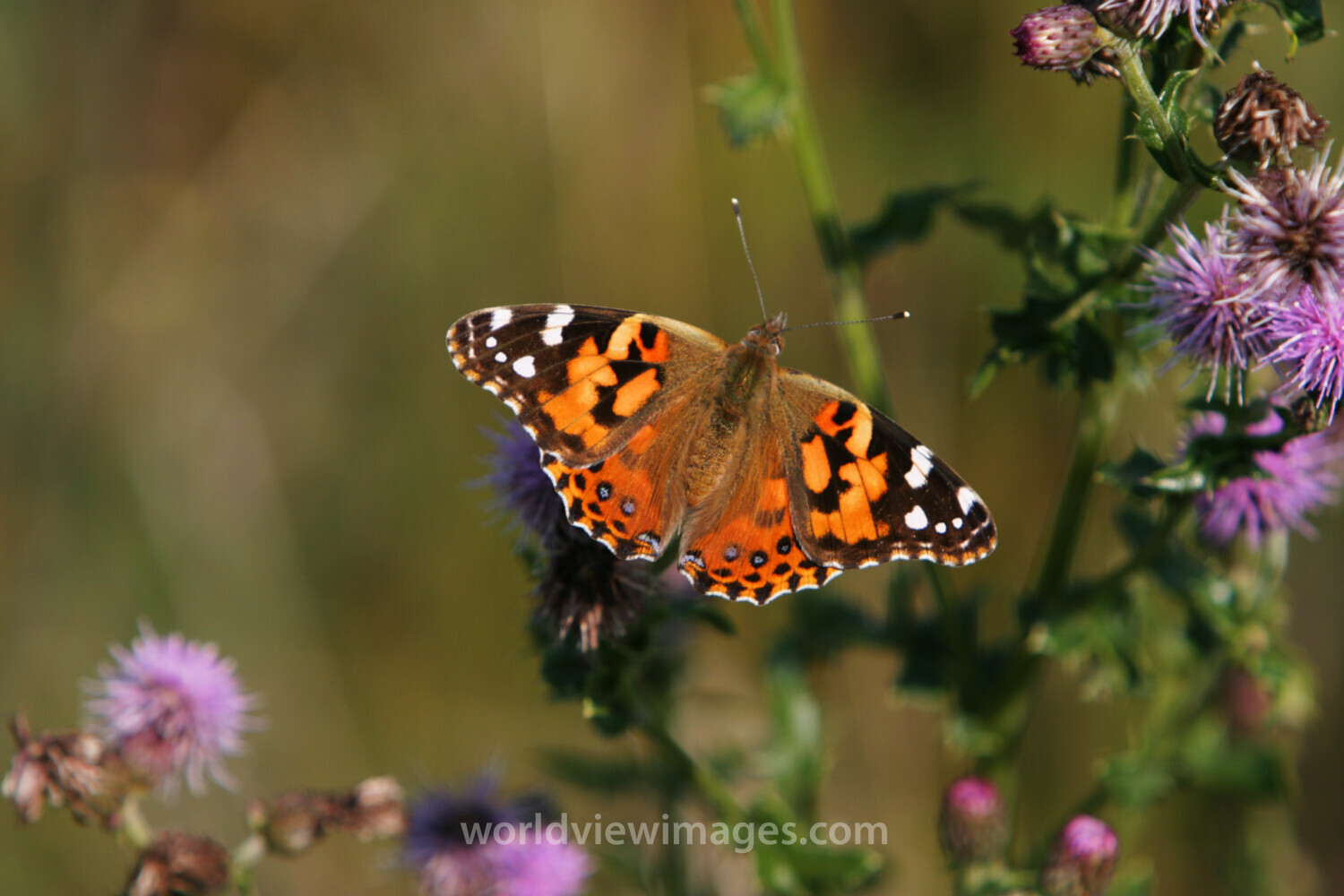 Floweres of the World