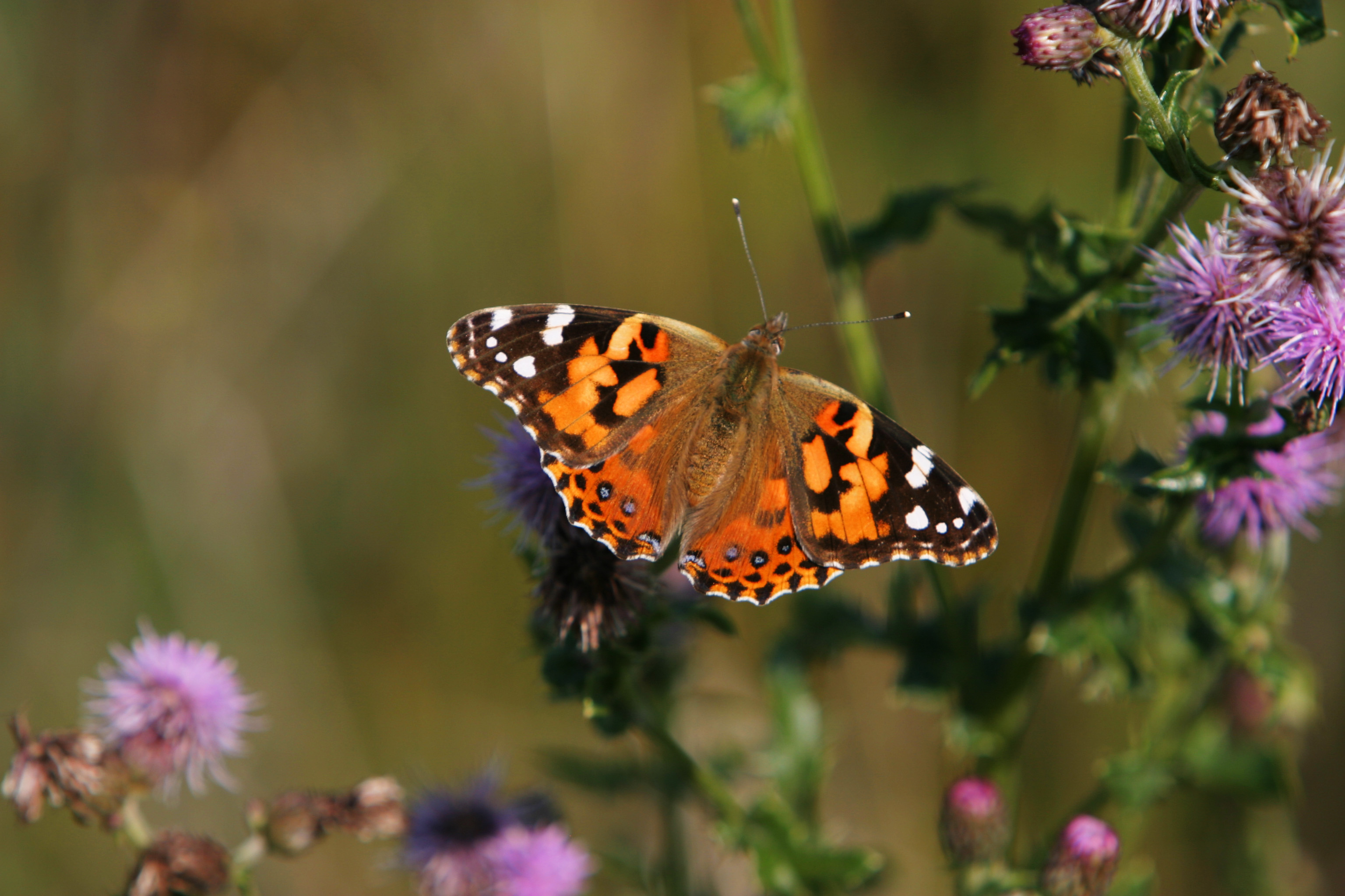 Floweres of the World