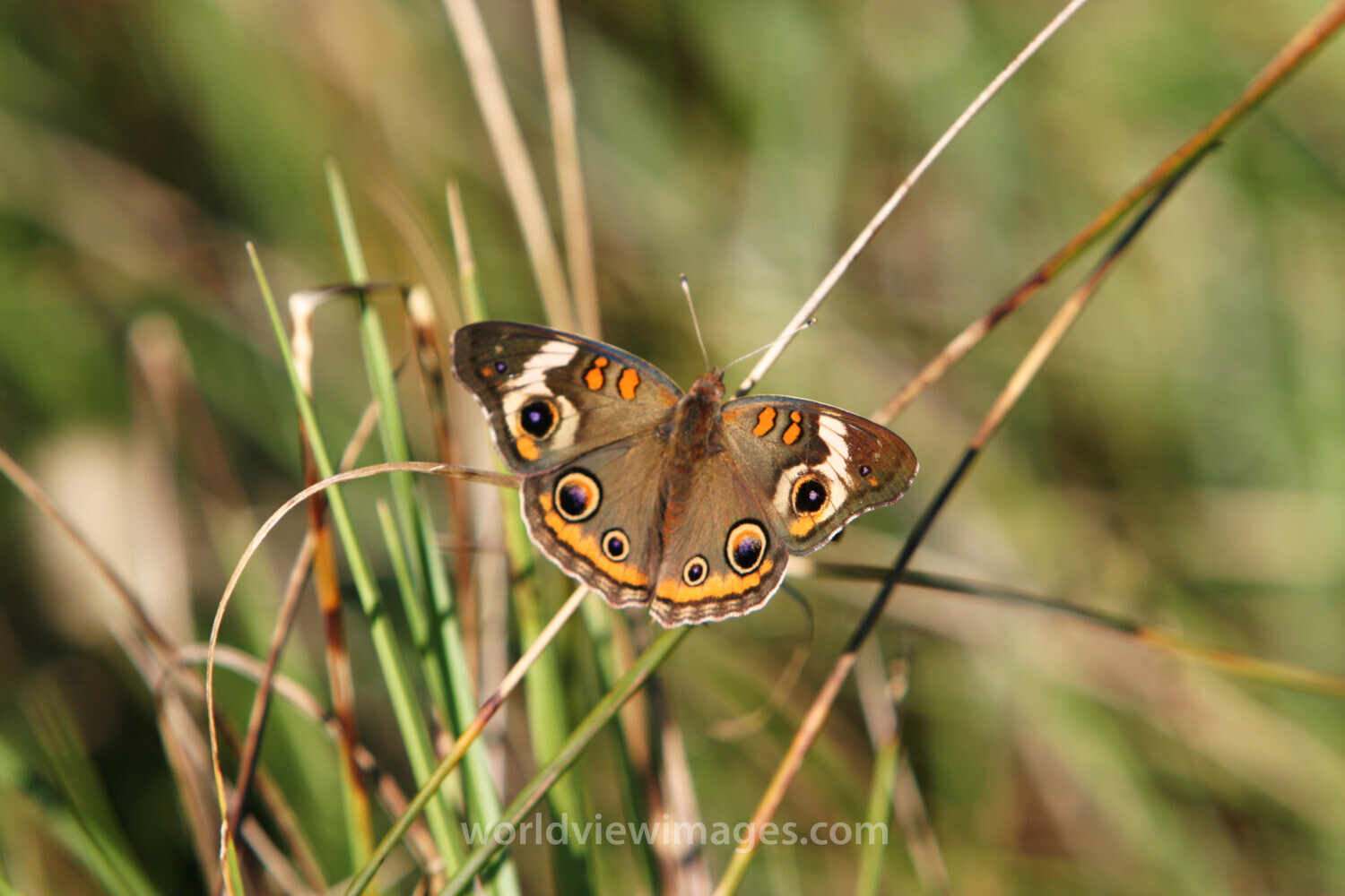 Floweres of the World