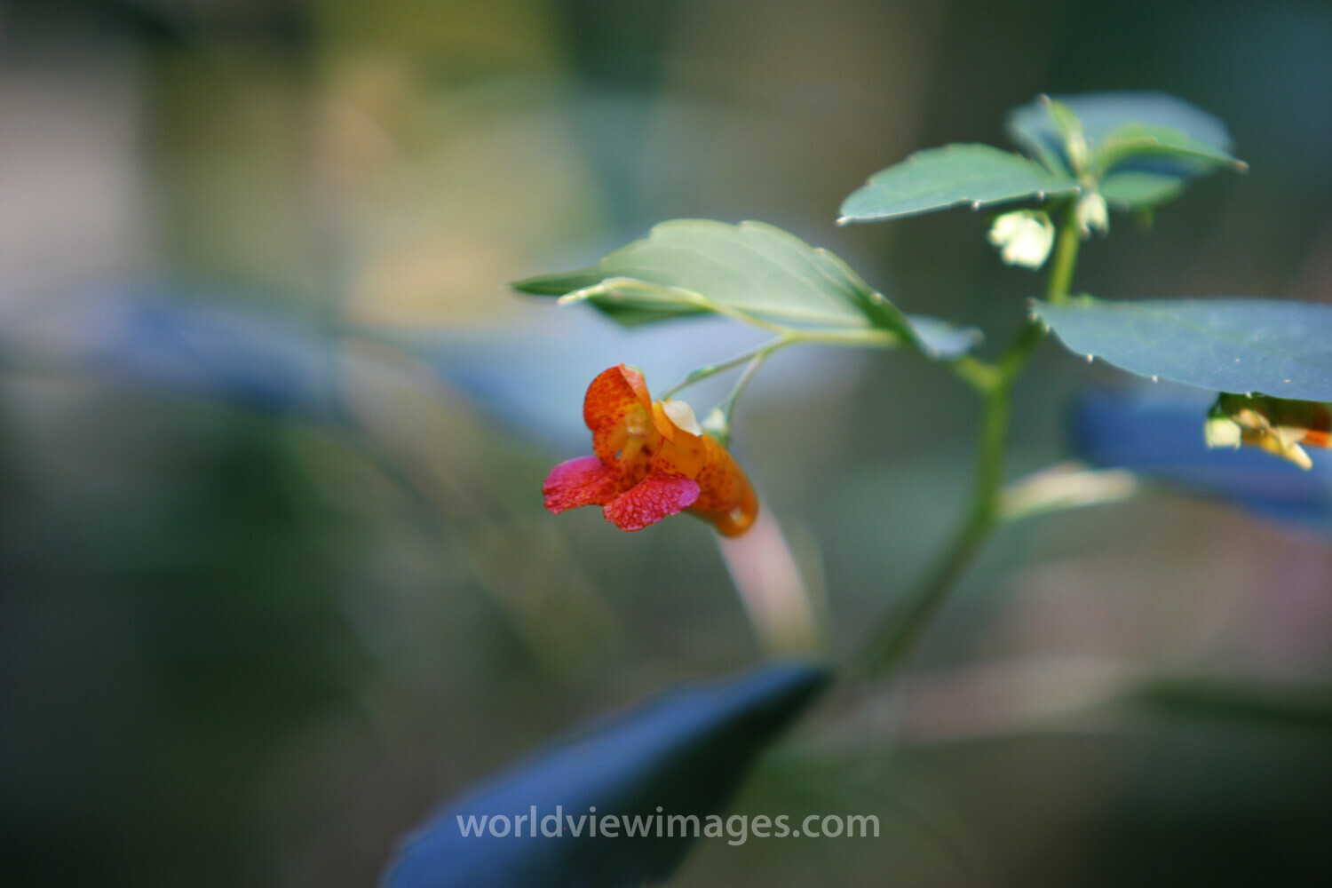 Floweres of the World