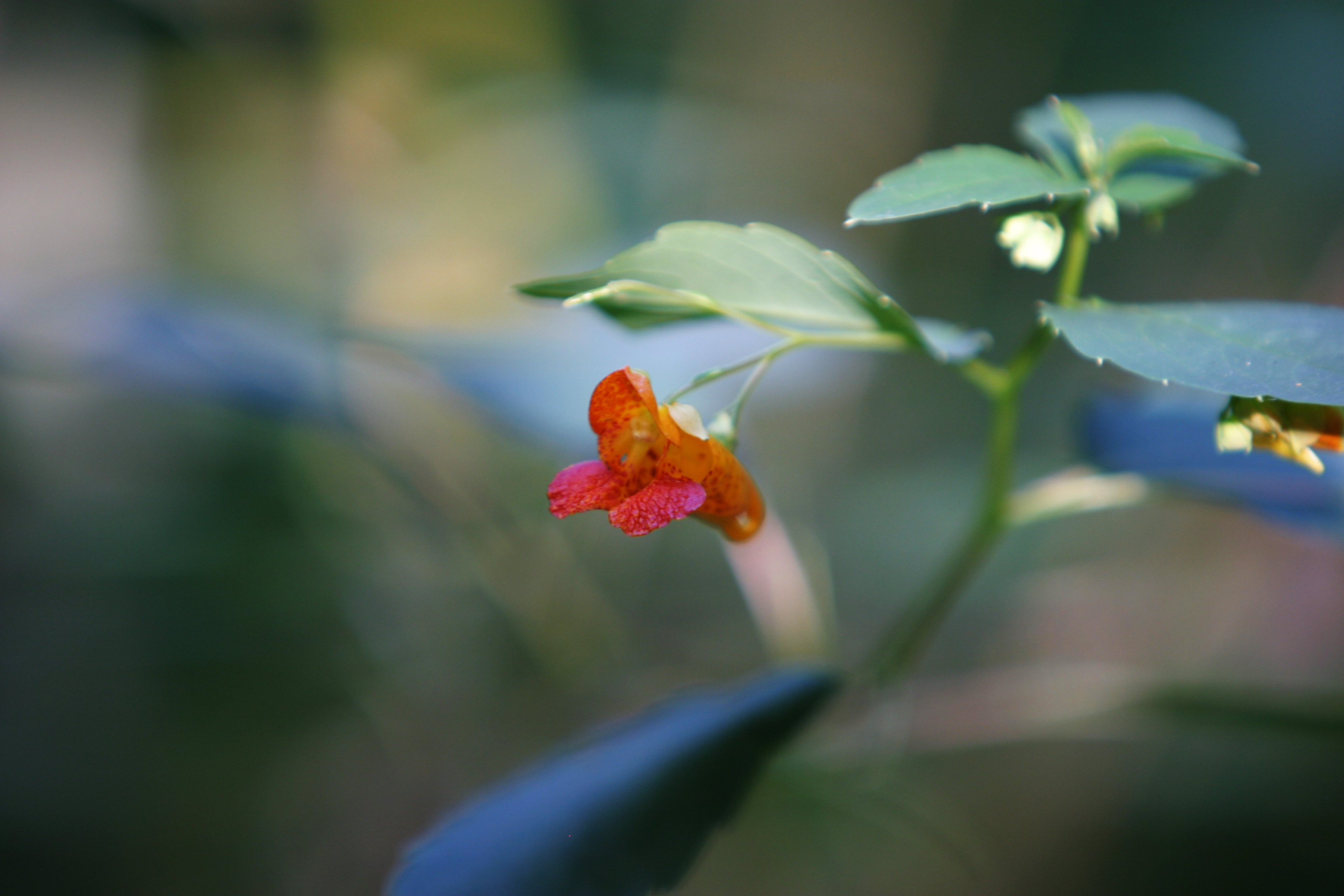 Floweres of the World