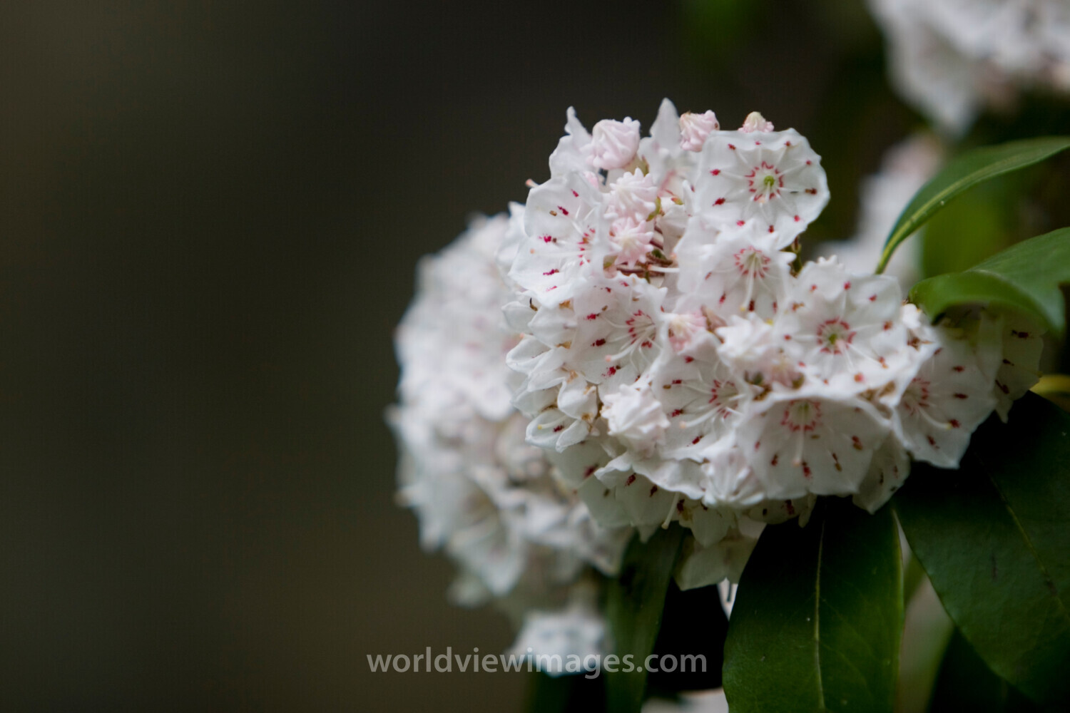 Floweres of the World