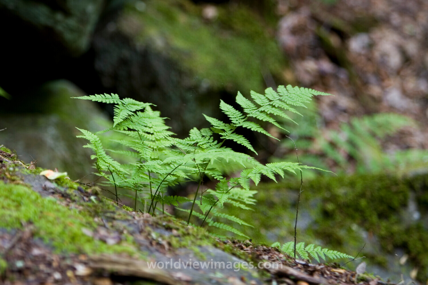 Floweres of the World