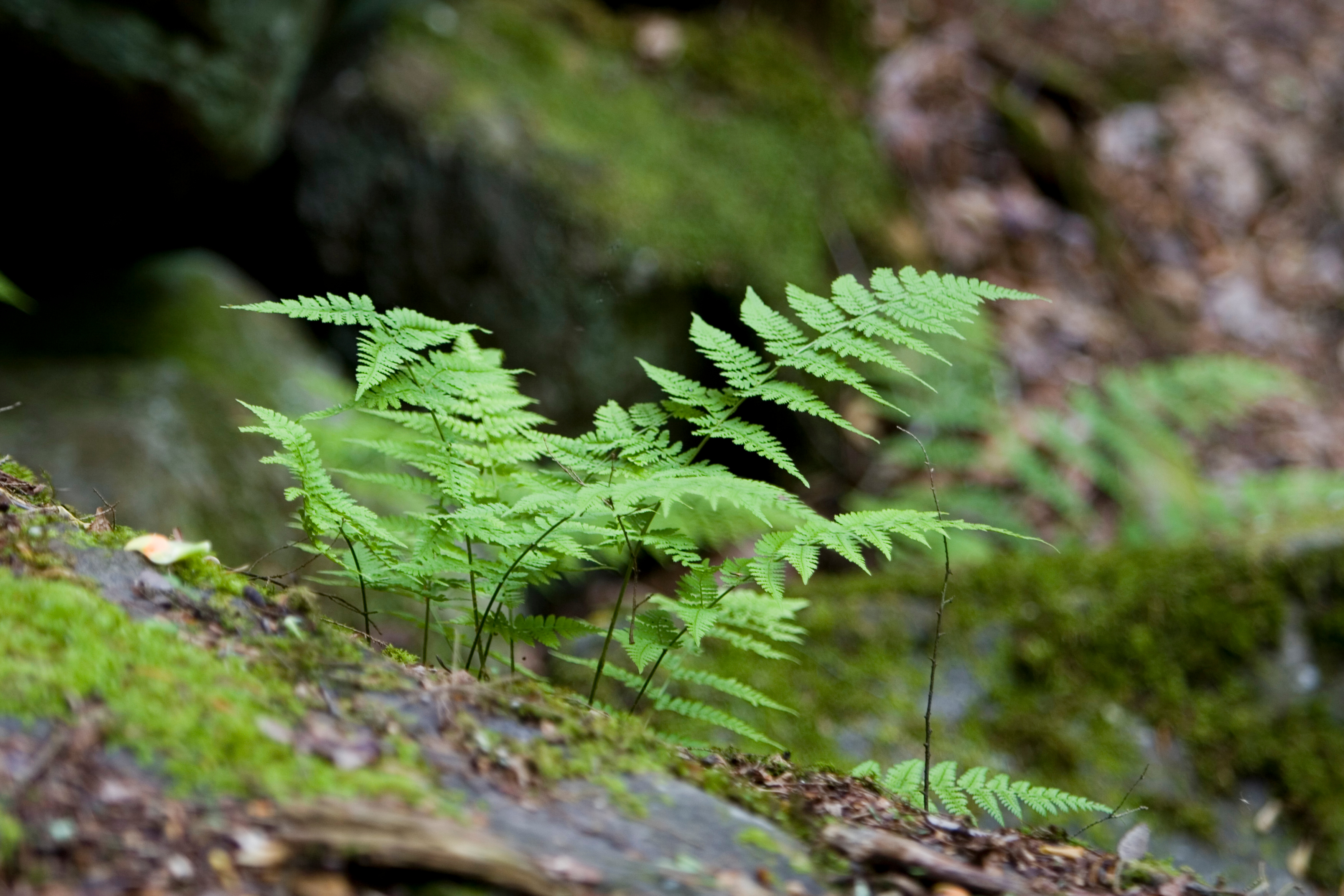 Floweres of the World