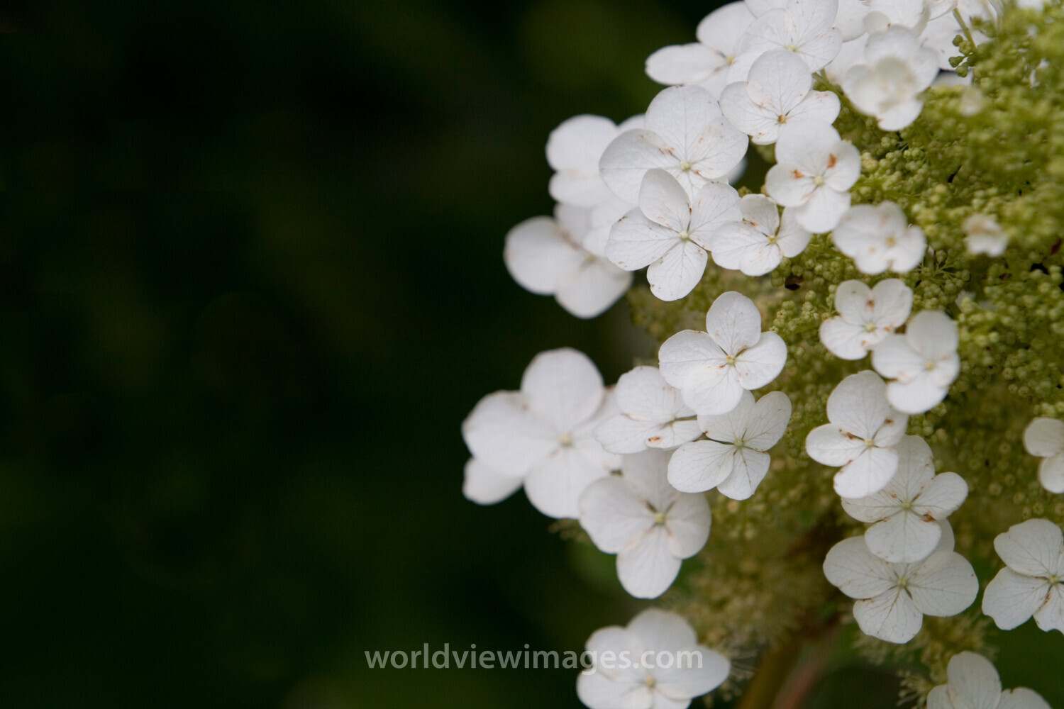 Floweres of the World